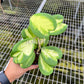 4" Hoya Kerrii Inner Variegated (Sweetheart Plant)