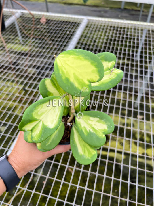 4" Hoya Kerrii Inner Variegated (Sweetheart Plant)