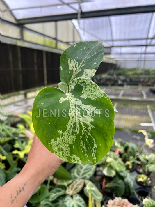 4" Monstera Bulbasaur