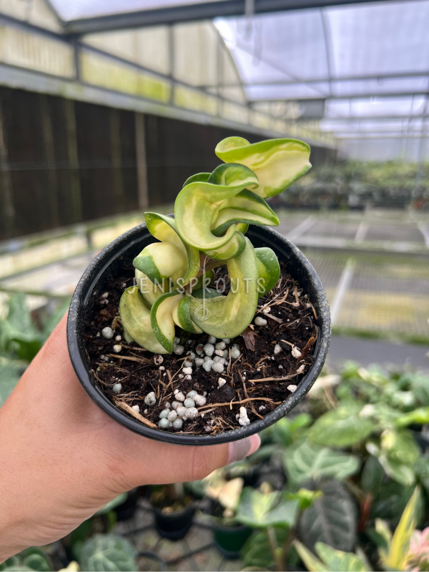 4" Hoya Compacta Mauna Loa