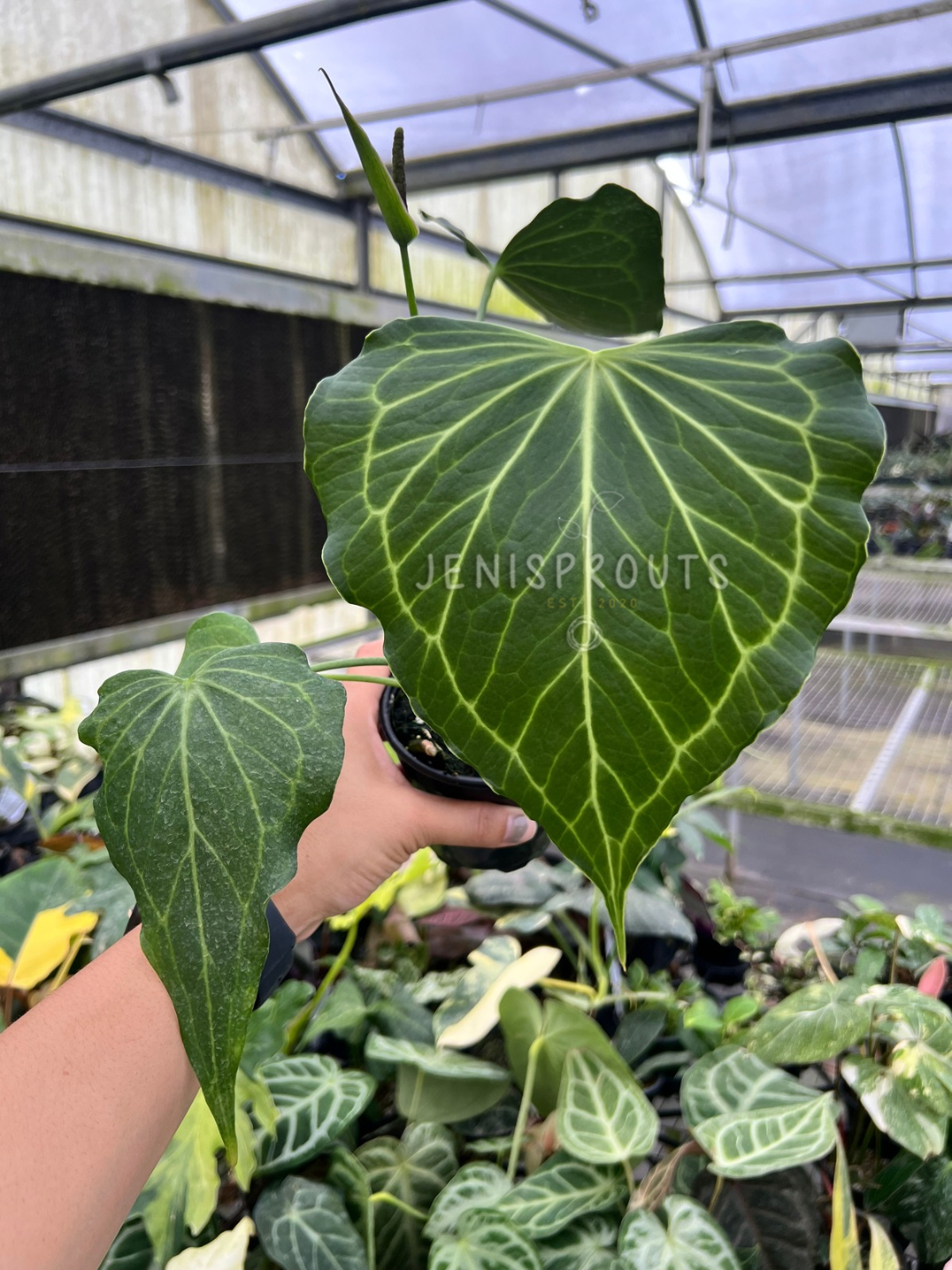 4" Anthurium Delta Force Mature Leaves
