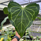 4" Anthurium Delta Force Mature Leaves