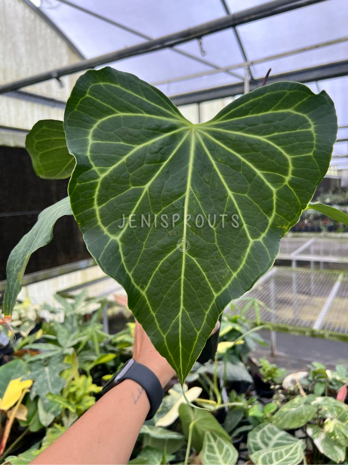 4" Anthurium Delta Force Mature Leaves