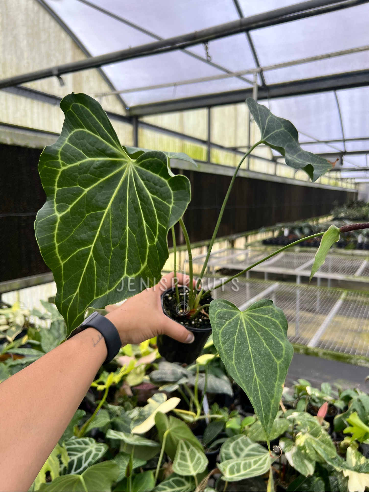 4" Anthurium Delta Force Mature Leaves