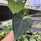 4" Anthurium Delta Force Mature Leaves