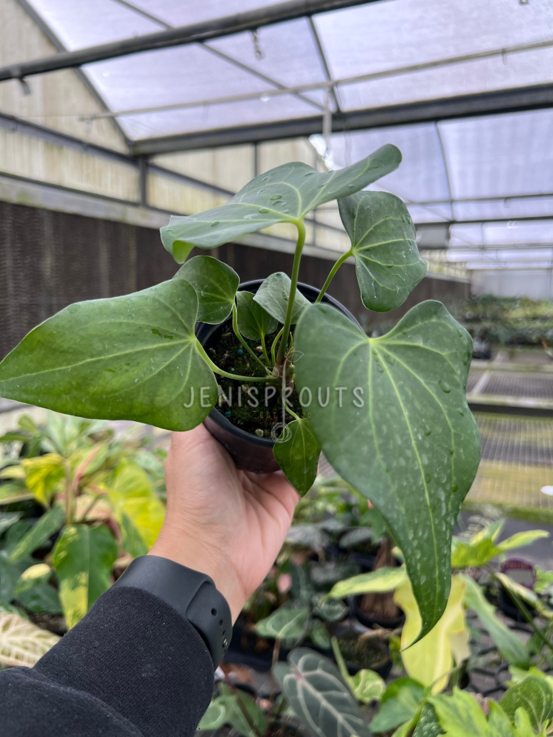 4" Anthurium Delta Force