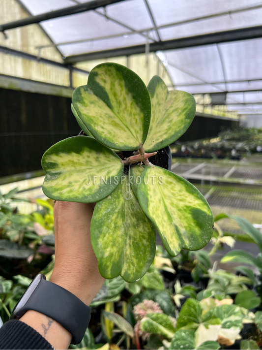 4" Hoya Kerrii Spot Reverse Variegated (Sweetheart Plant)