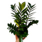 ZZ Plant Variegated