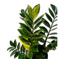 ZZ Plant Variegated