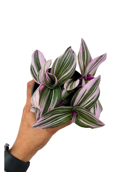 4" Tradescantia Nanouk