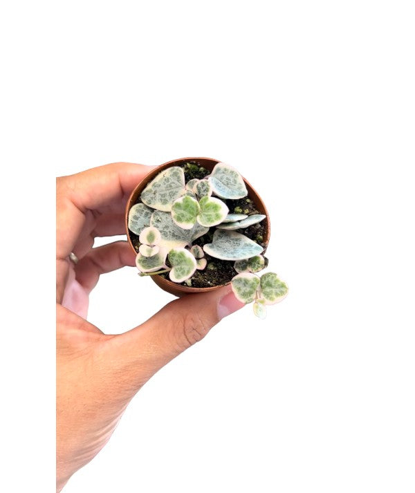 2" String of Hearts Variegated (Ceropegia Woodii)