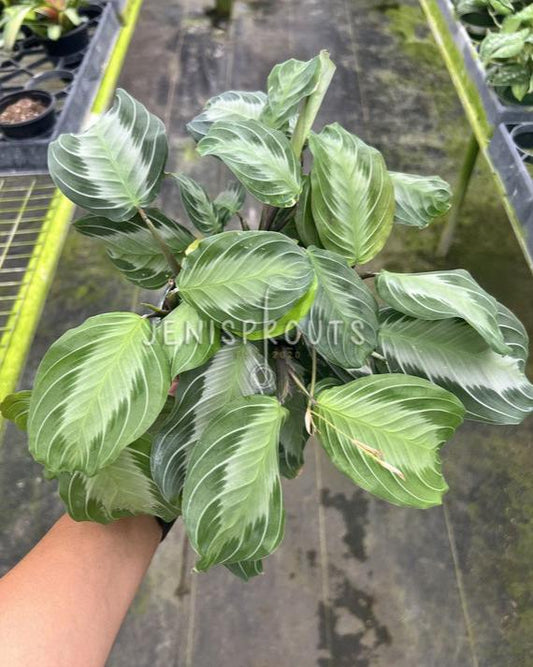 4" Maranta Silver Band