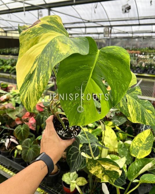 4" Monstera Aurea Variegated