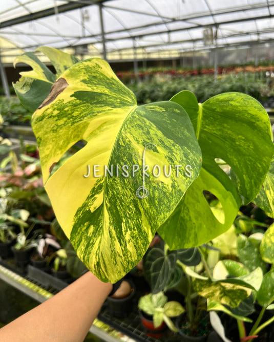 4" Monstera Aurea Variegated