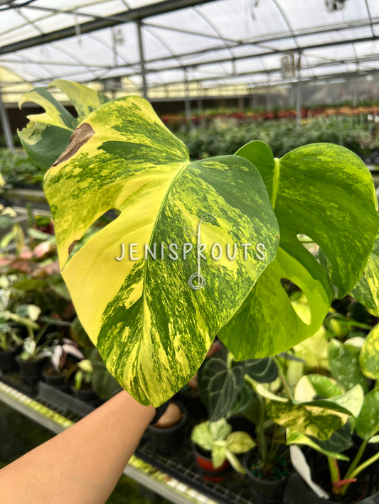 4” Monstera Aurea Variegated