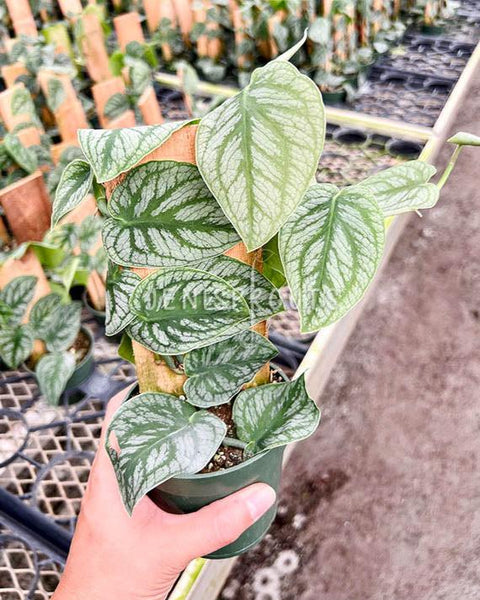 Monstera Dubia at Jenisprouts
