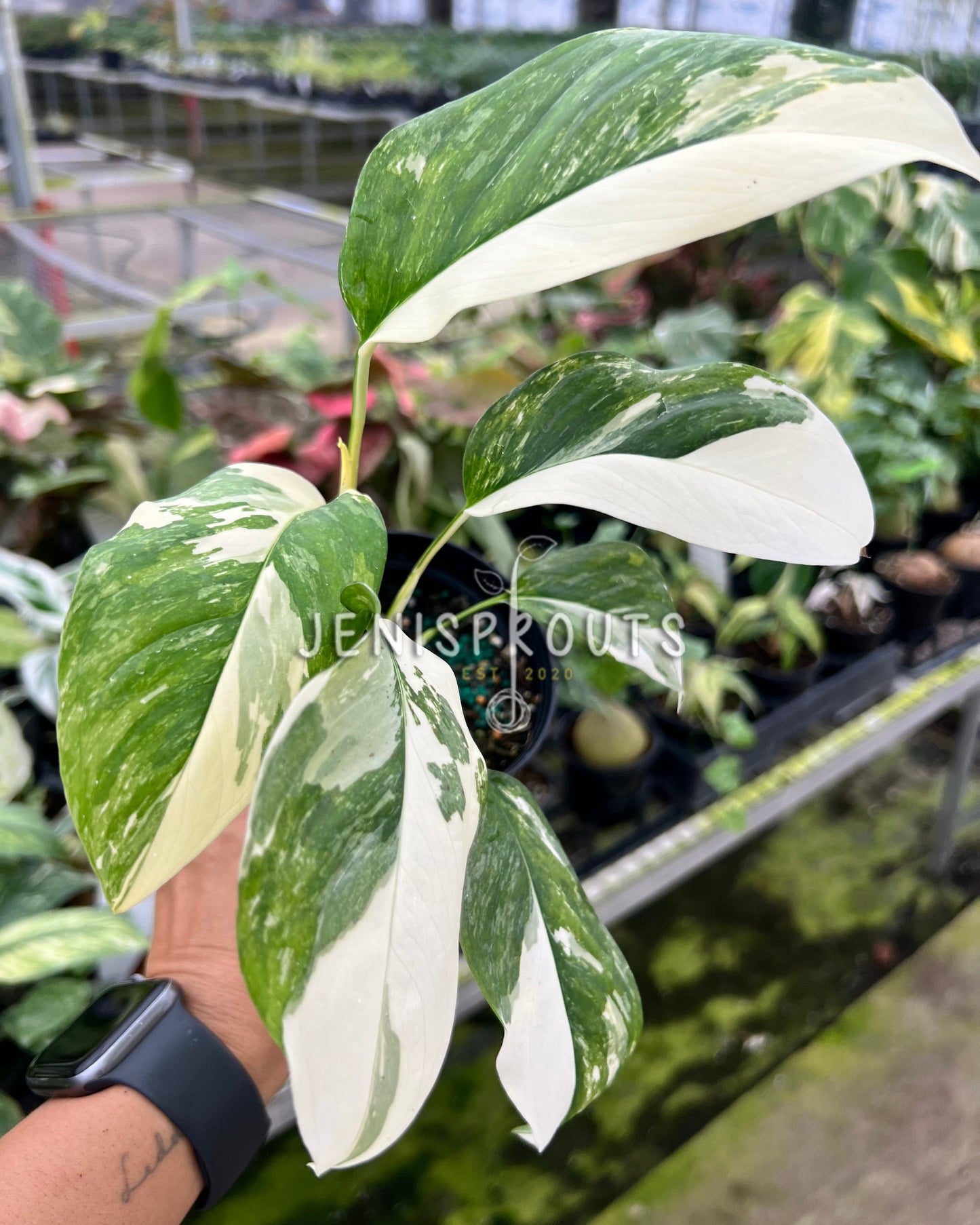 4" Monstera Lecheriana Variegated