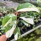 4" Monstera Lecheriana Variegated