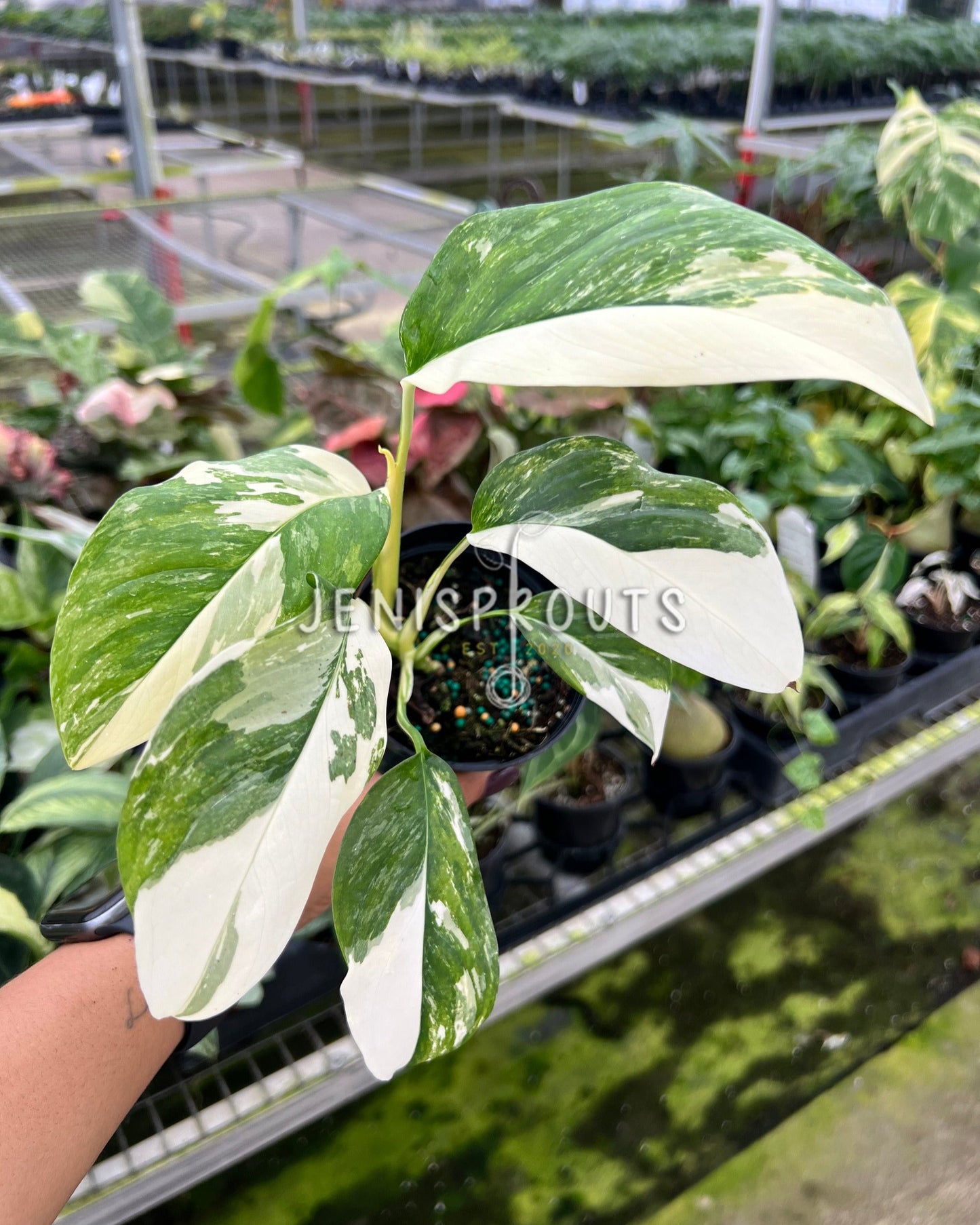 4" Monstera Lecheriana Variegated