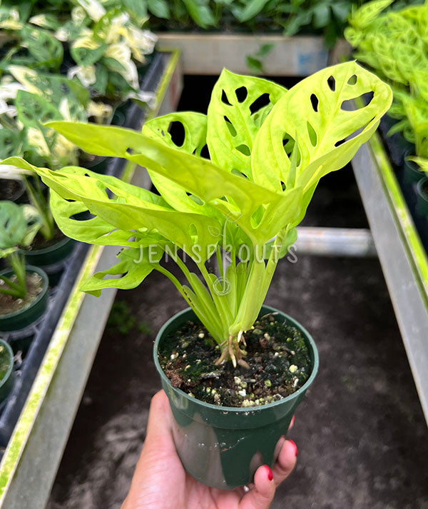 4" Monstera Adansonii Neon