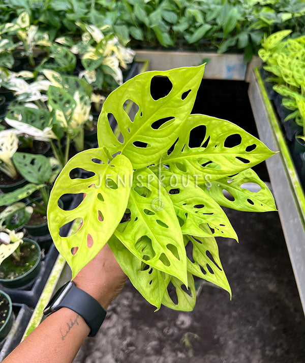 4" Monstera Adansonii Neon