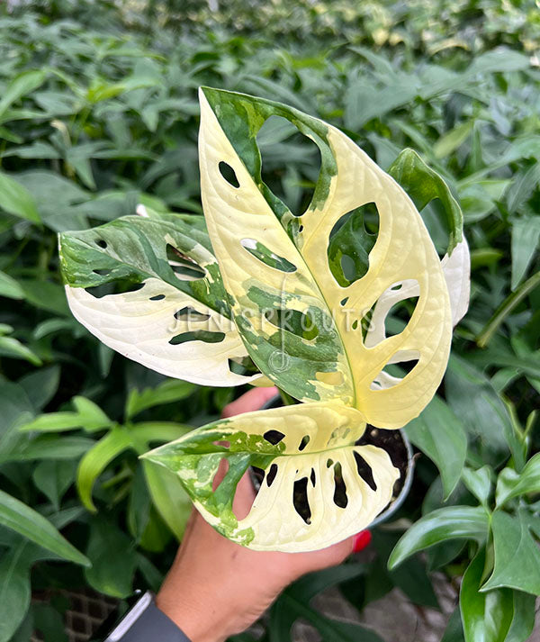 4" Monstera Adansonii 'Swiss Cheese' Variegated