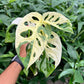 4" Monstera Adansonii 'Swiss Cheese' Variegated