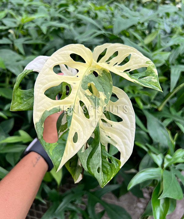 4" Monstera Adansonii 'Swiss Cheese' Variegated