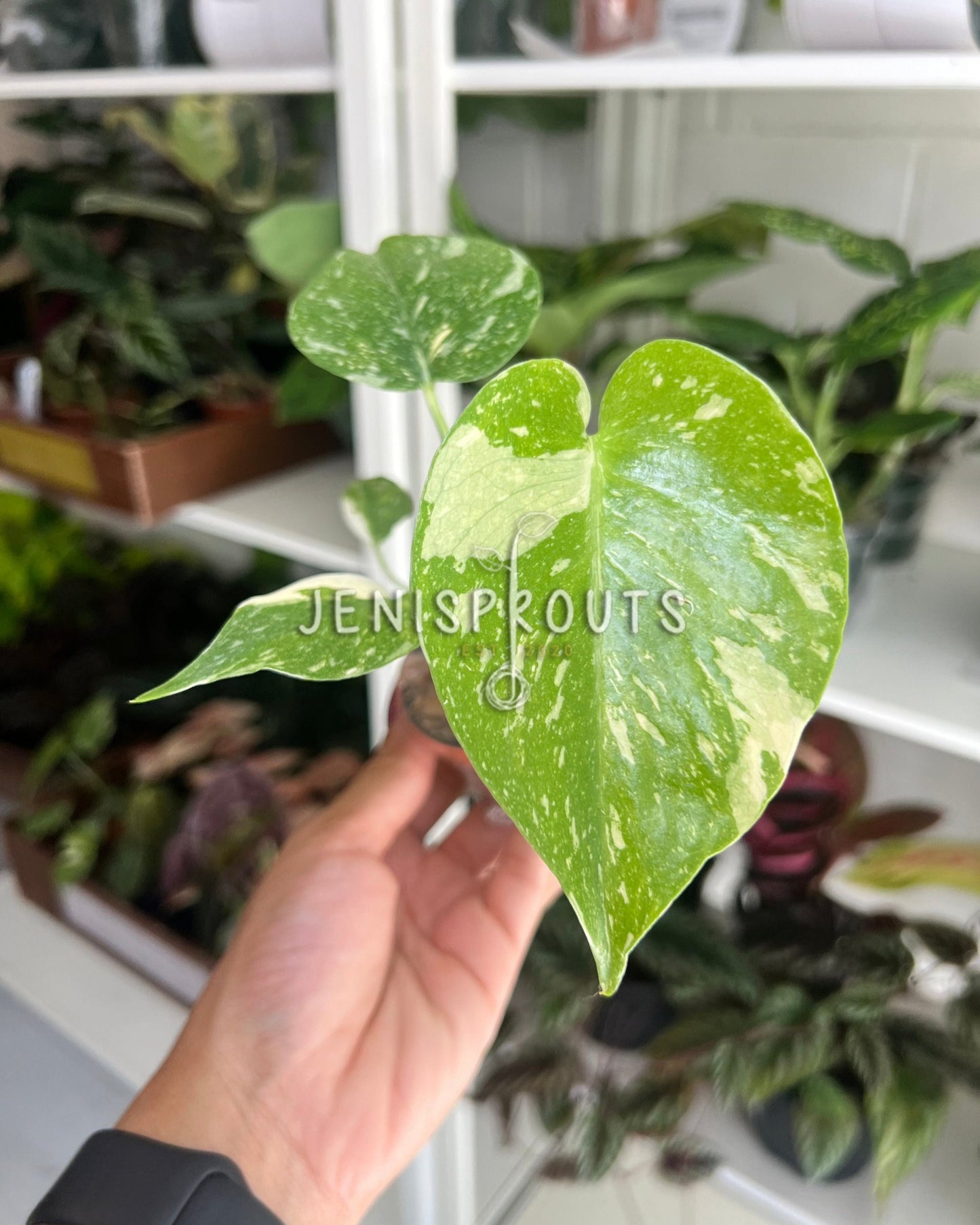 2" Monstera Thai Constellation (Variegated Monstera)