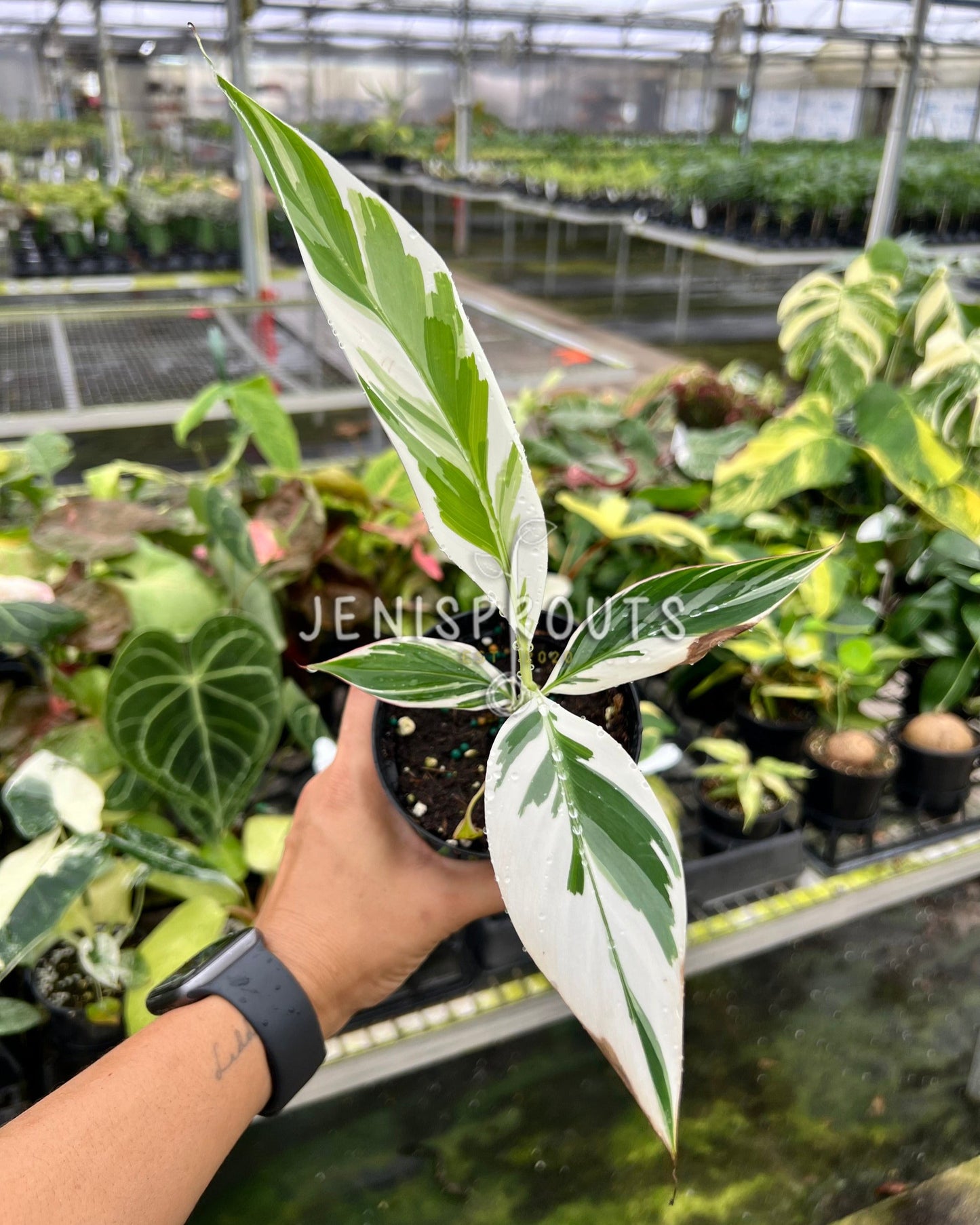 4" Musa Variegated ‘Banana Variegated’