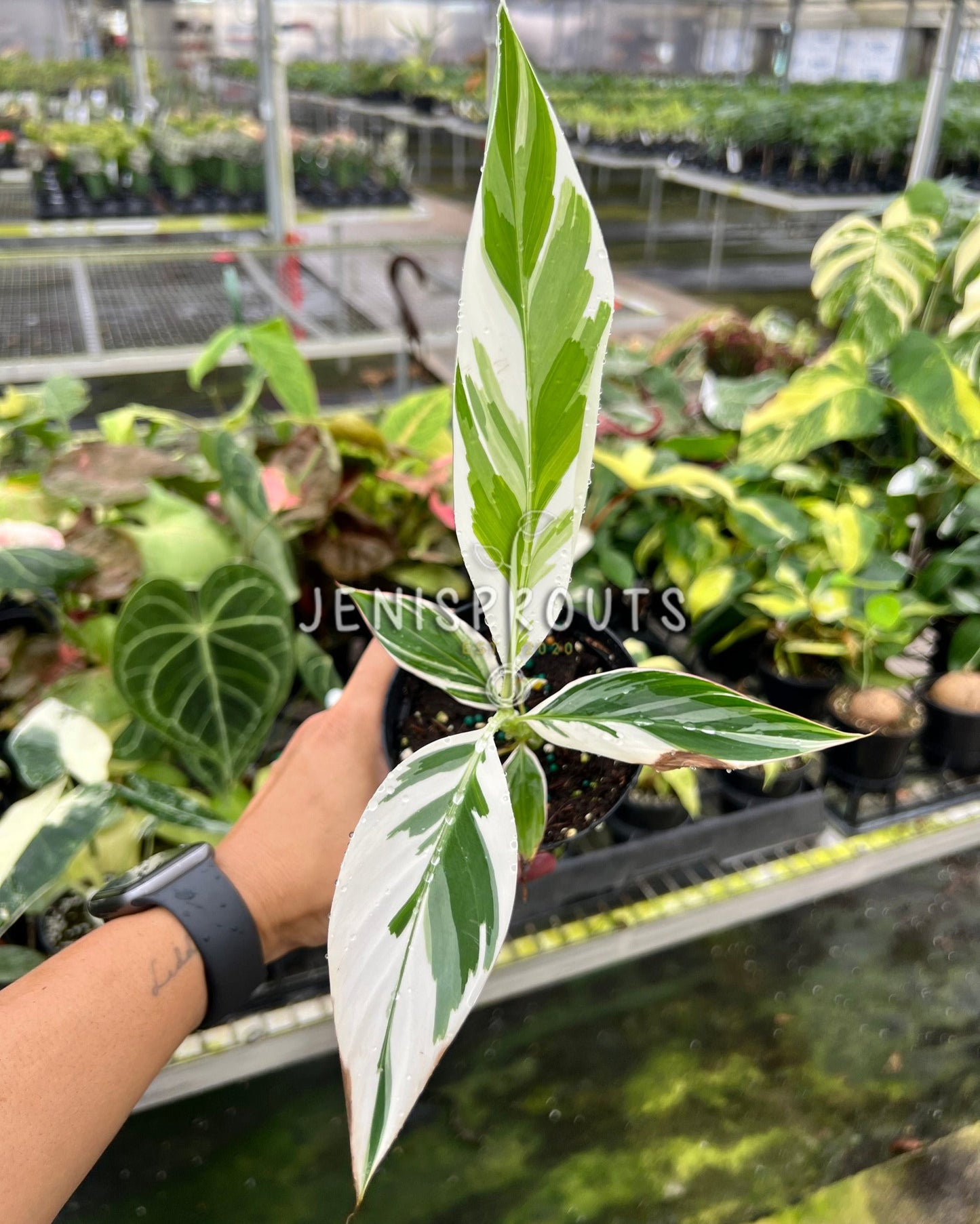 4" Musa Variegated ‘Banana Variegated’