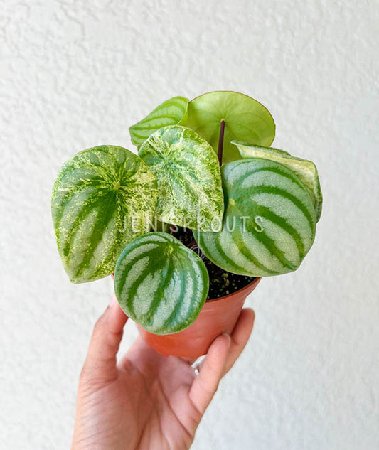 4" Peperomia Watermelon 'Gold Dust' (Variegated Watermelon)
