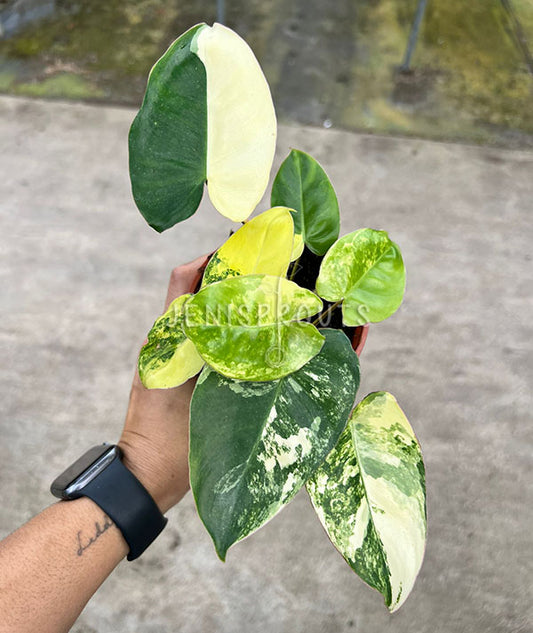 4" Philodendron Burle Marx Variegated