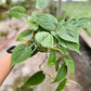 4" Philodendron Cordatum Green