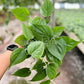 4" Philodendron Cordatum Green