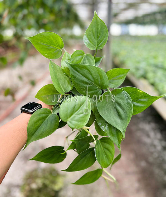 4" Philodendron Cordatum Green