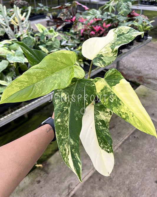 4" Philodendron Domesticum Variegated