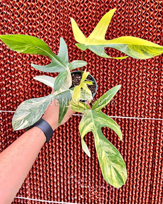 4" Philodendron Florida Beauty