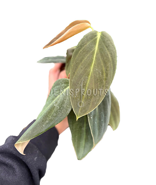 4" Philodendron Gigas
