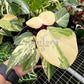 4" Philodendron Gloriosum Variegated