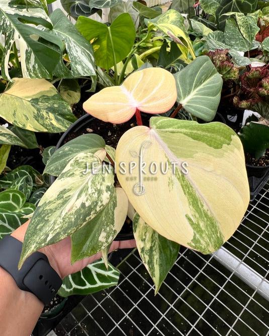 4" Philodendron Gloriosum Variegated