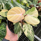 4" Philodendron Gloriosum Variegated