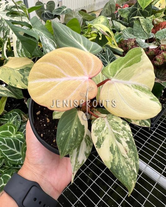 4" Philodendron Gloriosum Variegated