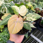 4" Philodendron Gloriosum Variegated