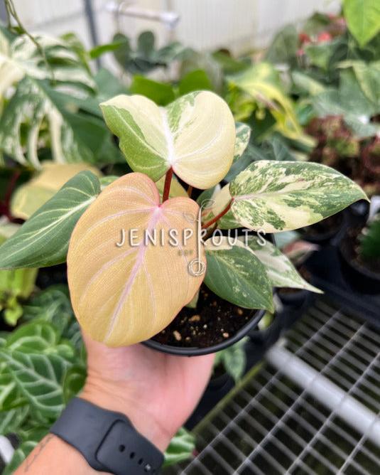 4" Philodendron Gloriosum Variegated