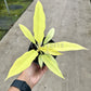 4" Philodendron Golden Crocodile