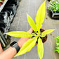 4" Philodendron Golden Crocodile