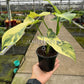 4" Philodendron Bipennifolium 'Golden Violin' Variegated