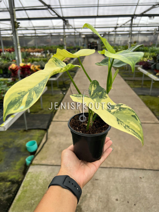 4" Philodendron Bipennifolium 'Golden Violin' Variegated