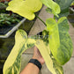 4" Philodendron Bipennifolium 'Golden Violin' Variegated